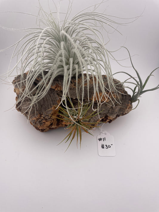 Tillandsia Air Plant Display #11