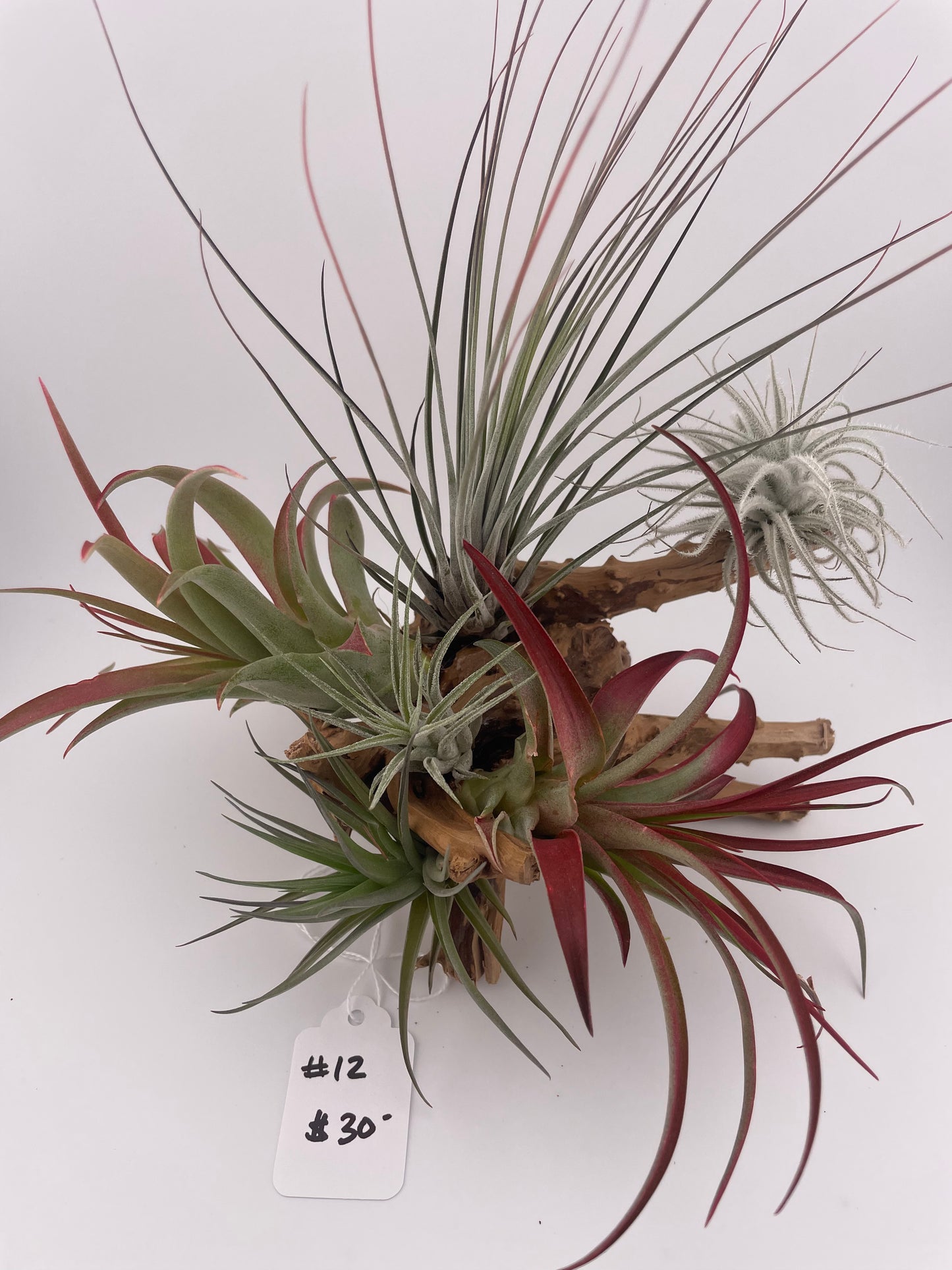 Tillandsia Air Plant Display #12