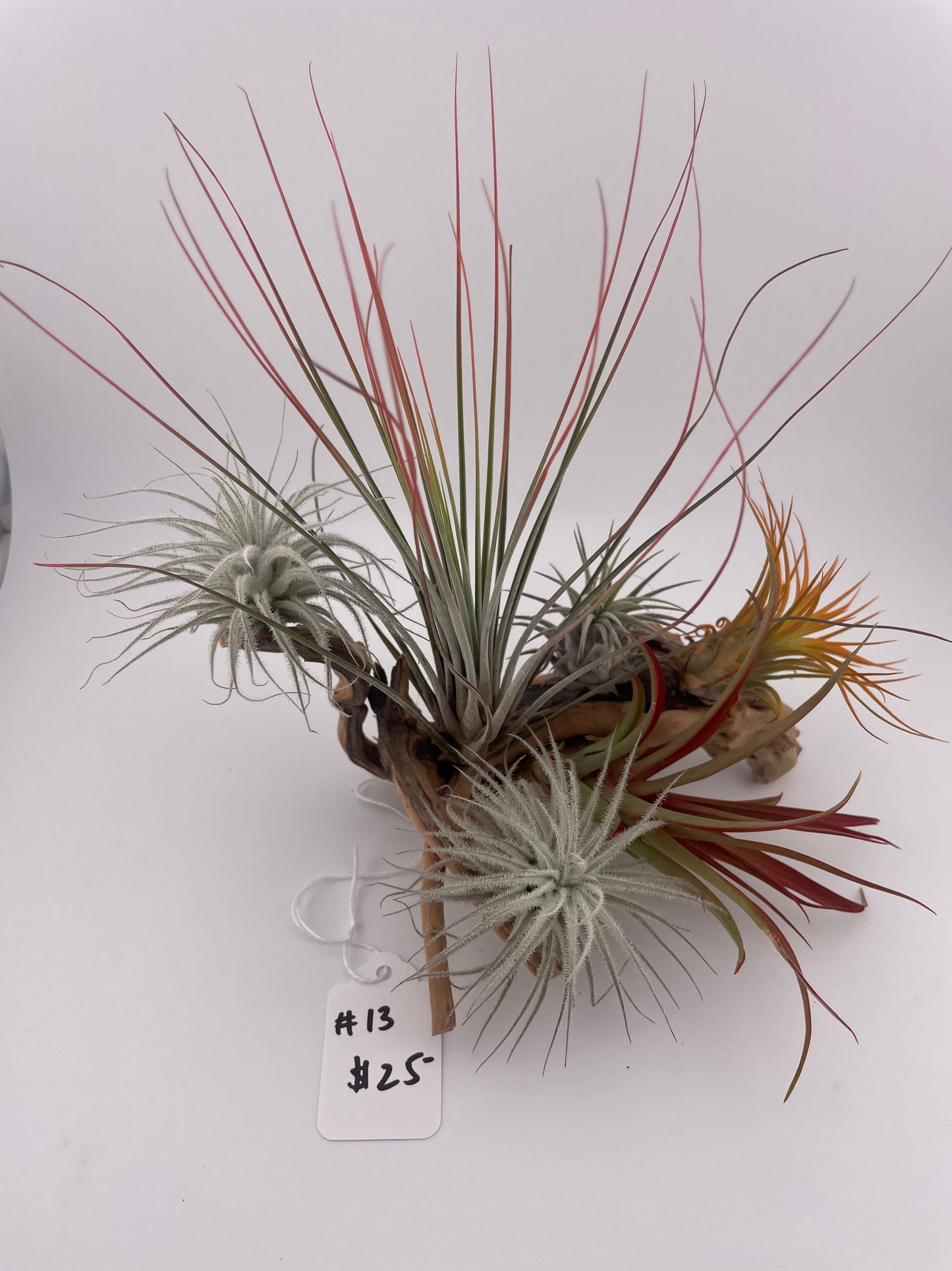 Tillandsia Air Plant Display #13