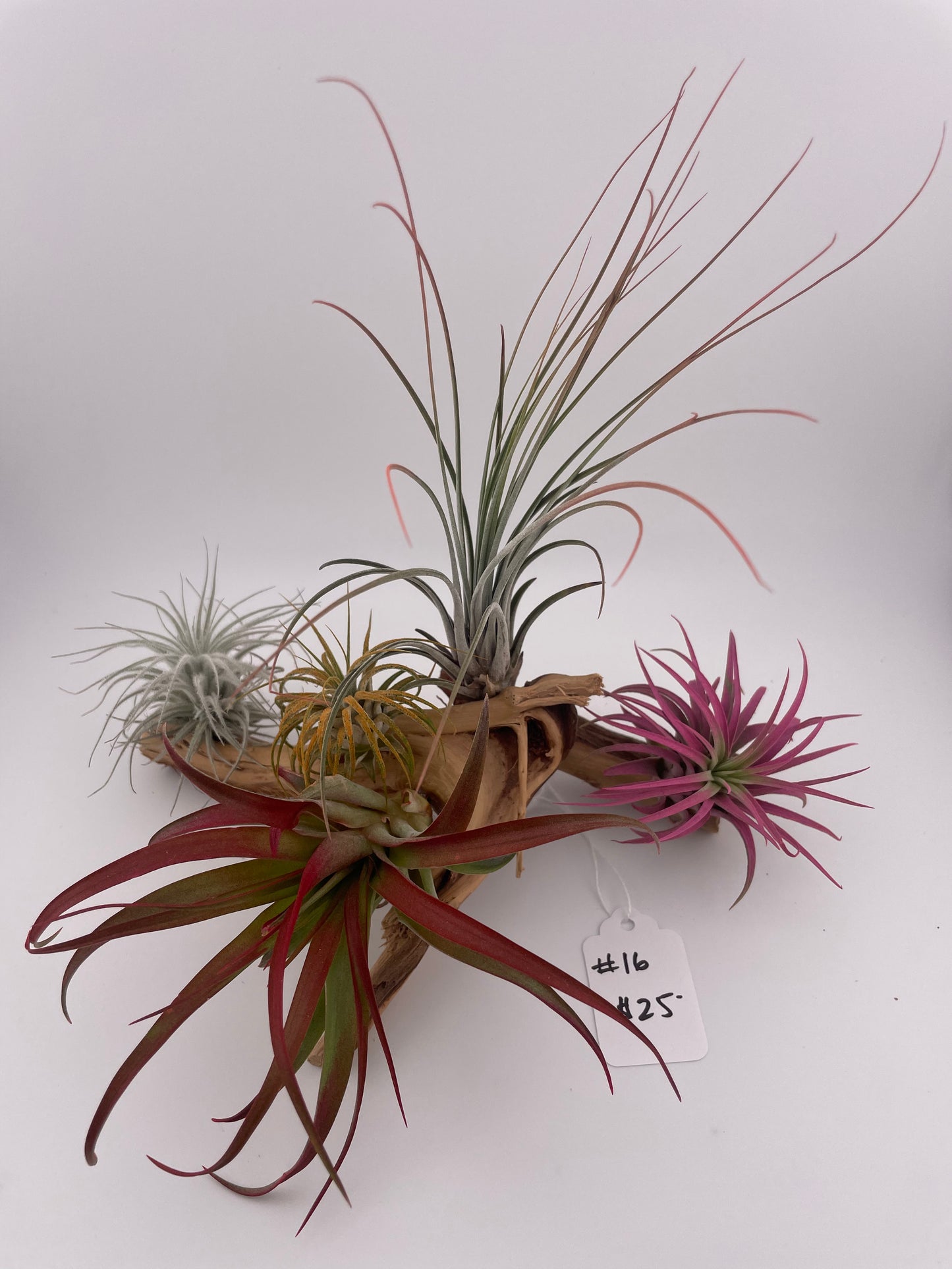 Tillandsia Air Plant Display #16