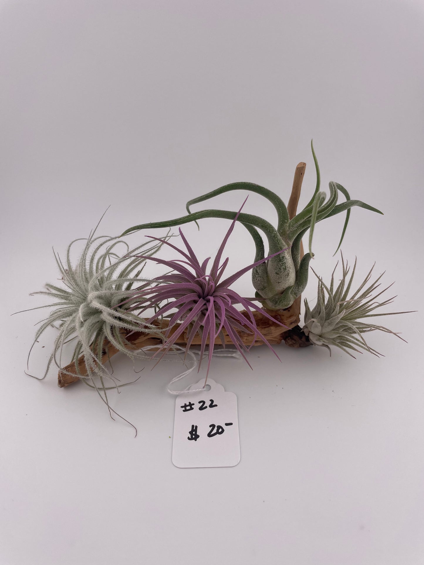 Tillandsia Air Plant Display #22