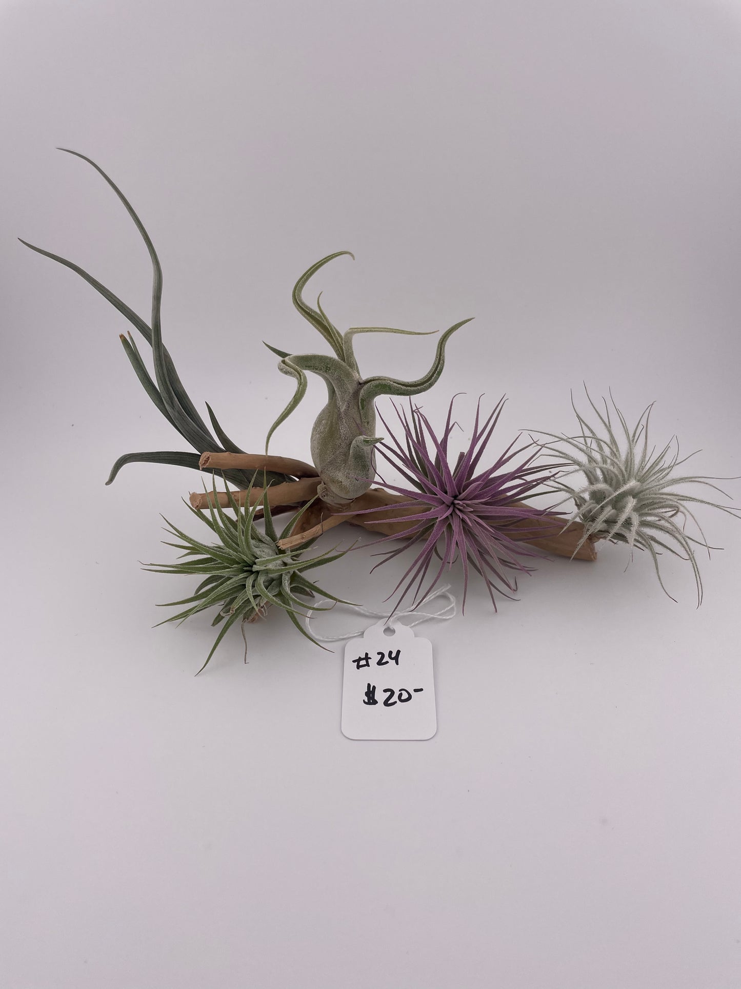 Tillandsia Air Plant Display #24