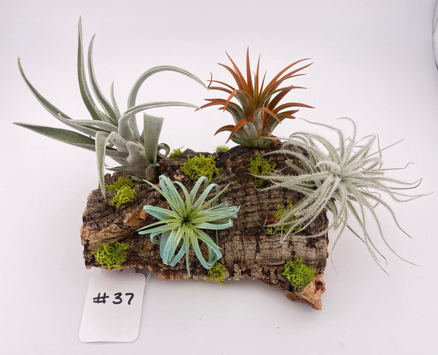 Tillandsia Air Plant #37