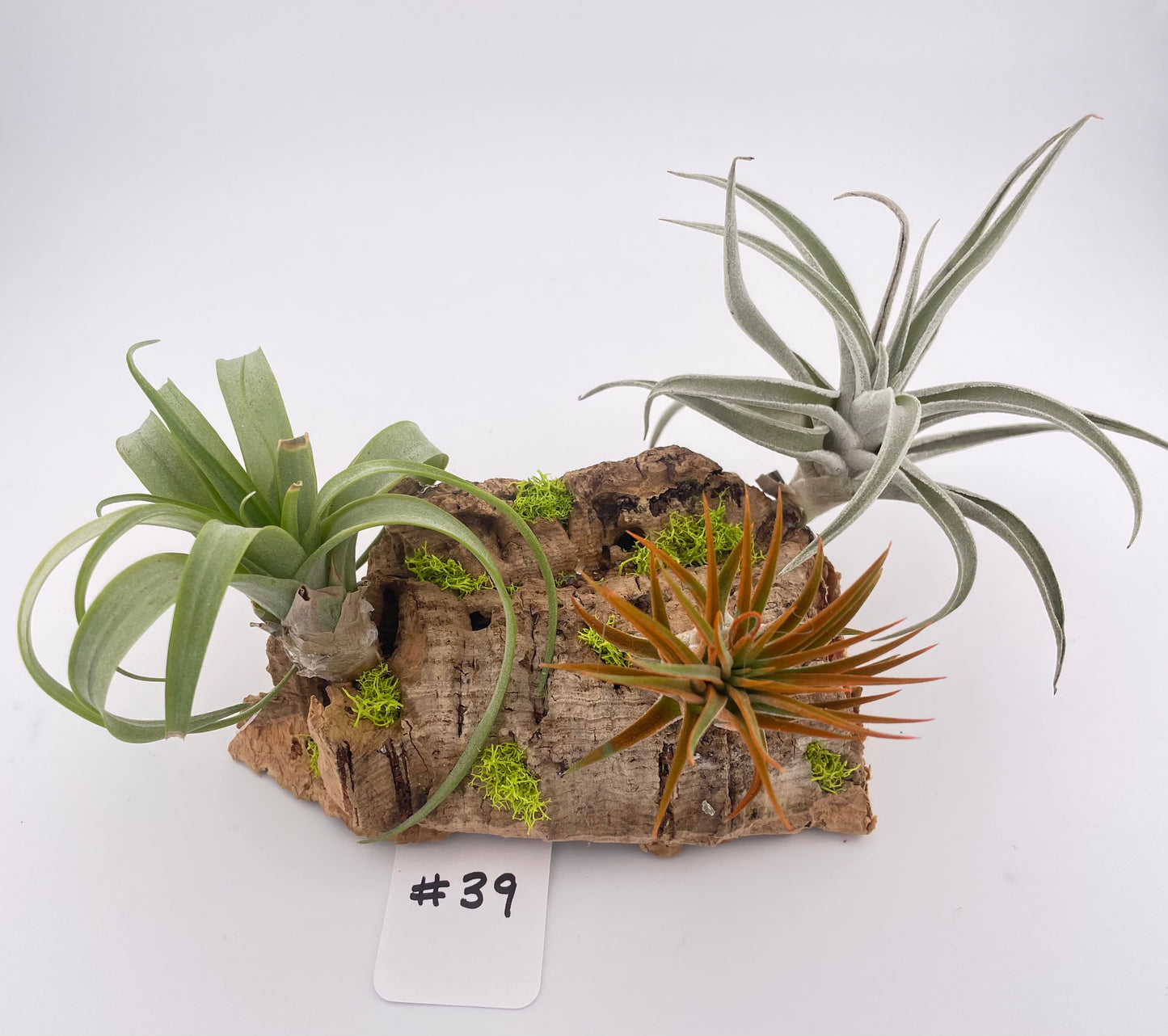 Tillandsia Air Plant Display #39