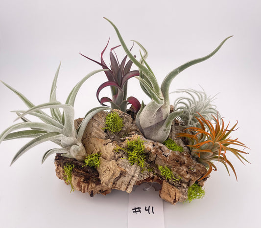 Tillandsia Air Plant Display #41
