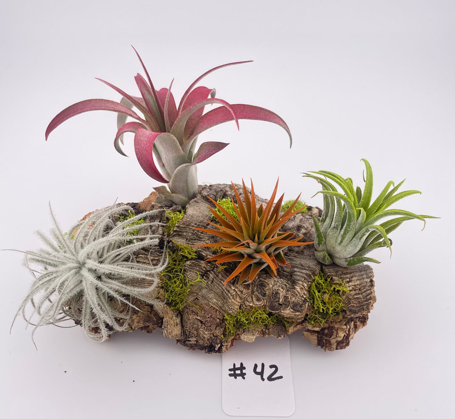Tillandsia Air Plant Display #42