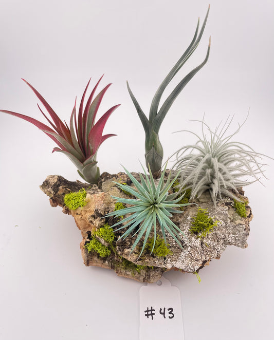 Tillandsia Air Plant Display #43