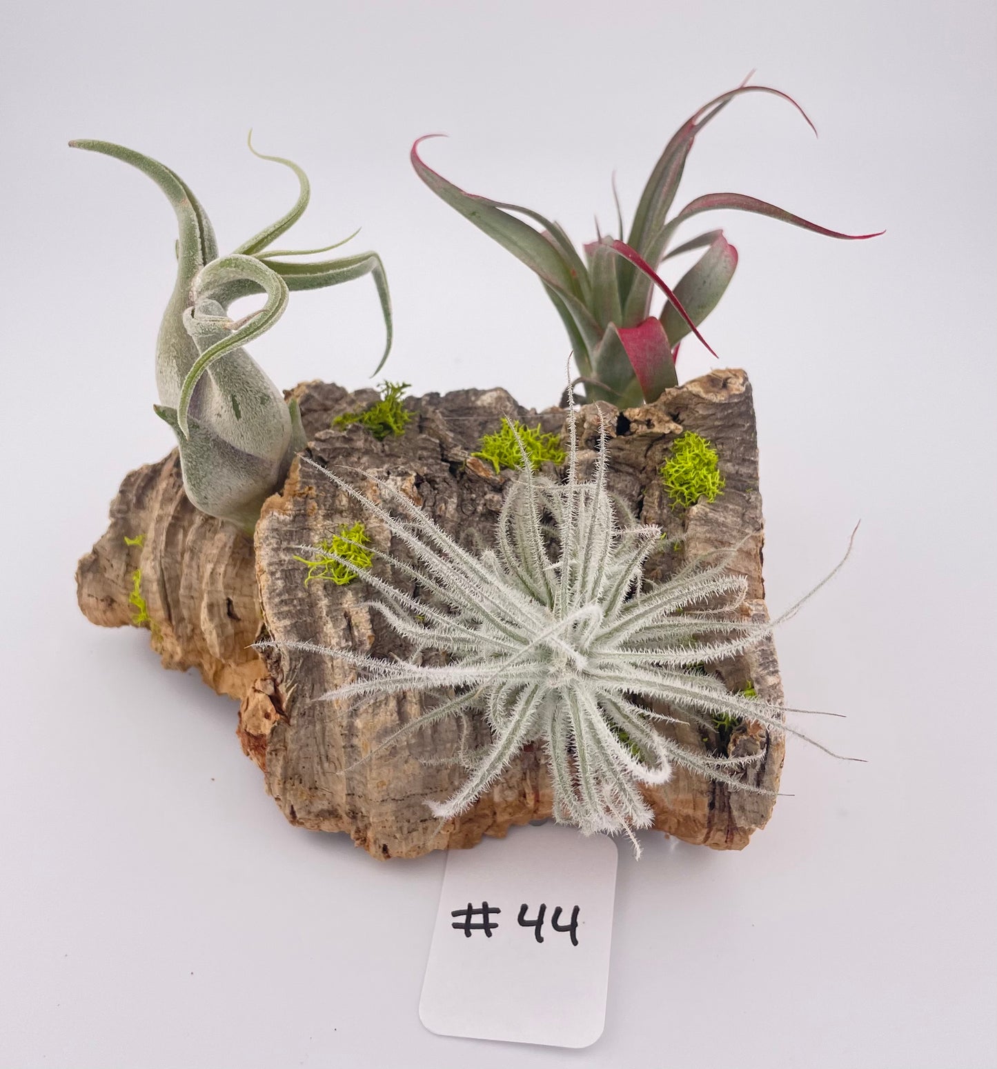Tillandsia Air Plant Display #44