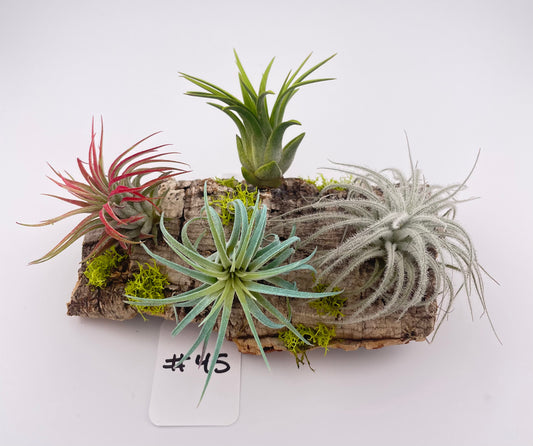 Tillandsia Air Plant Display #45