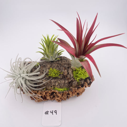 Tillandsia Air Plant Display #49