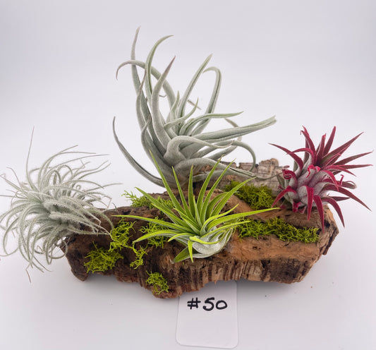 Tillandsia Air Plant Display #50