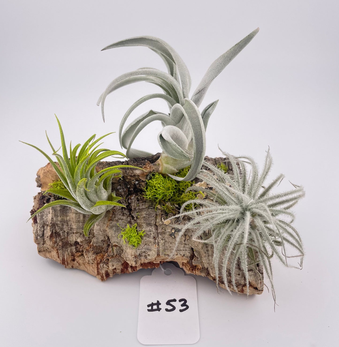 Tillandsia Air Plant DIsplay #53