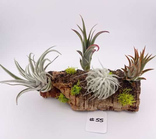 Tillandsia Air Plant Display #55