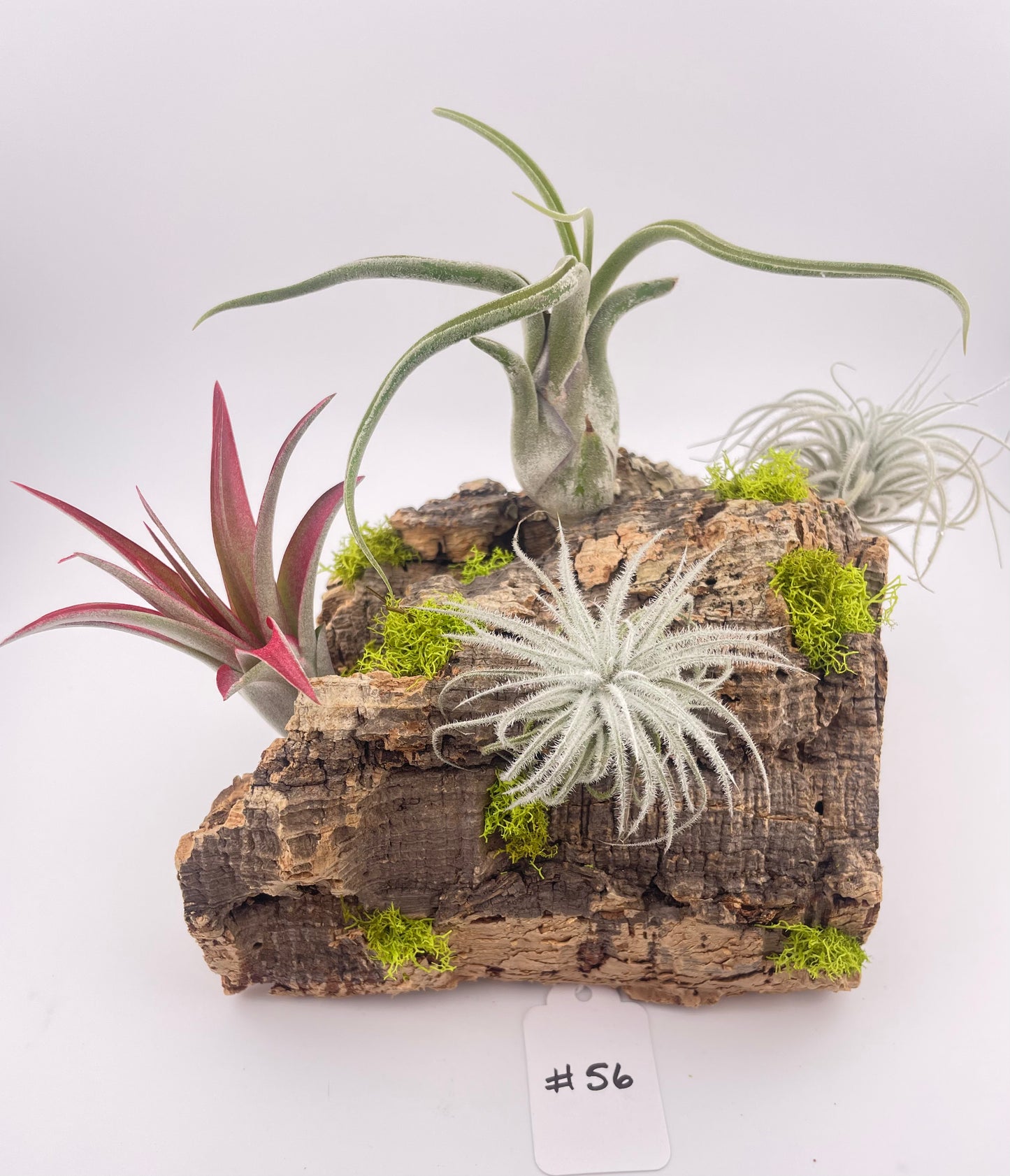 Tillandsia Air Plant Display #56