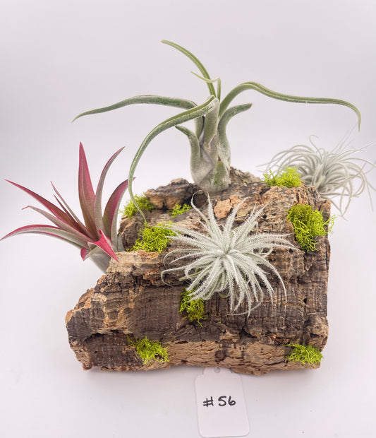 Tillandsia Air Plant Display #56