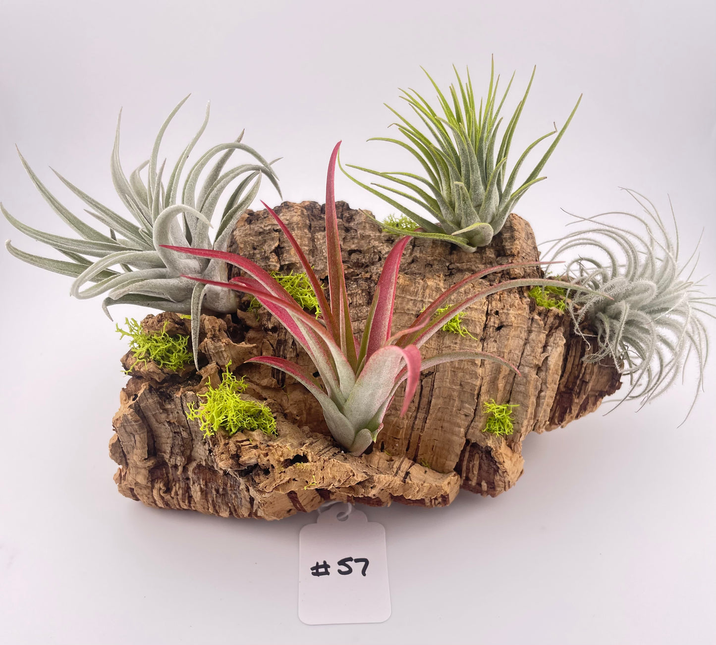 Tillandsia Air Plant Display #57
