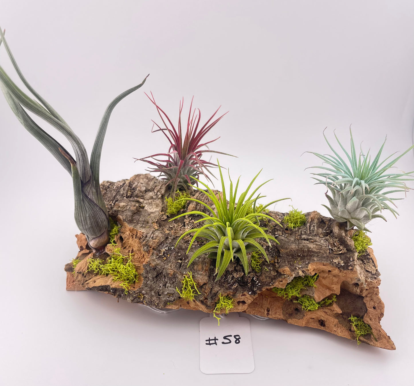 Tillandsia Air Plant Display #58