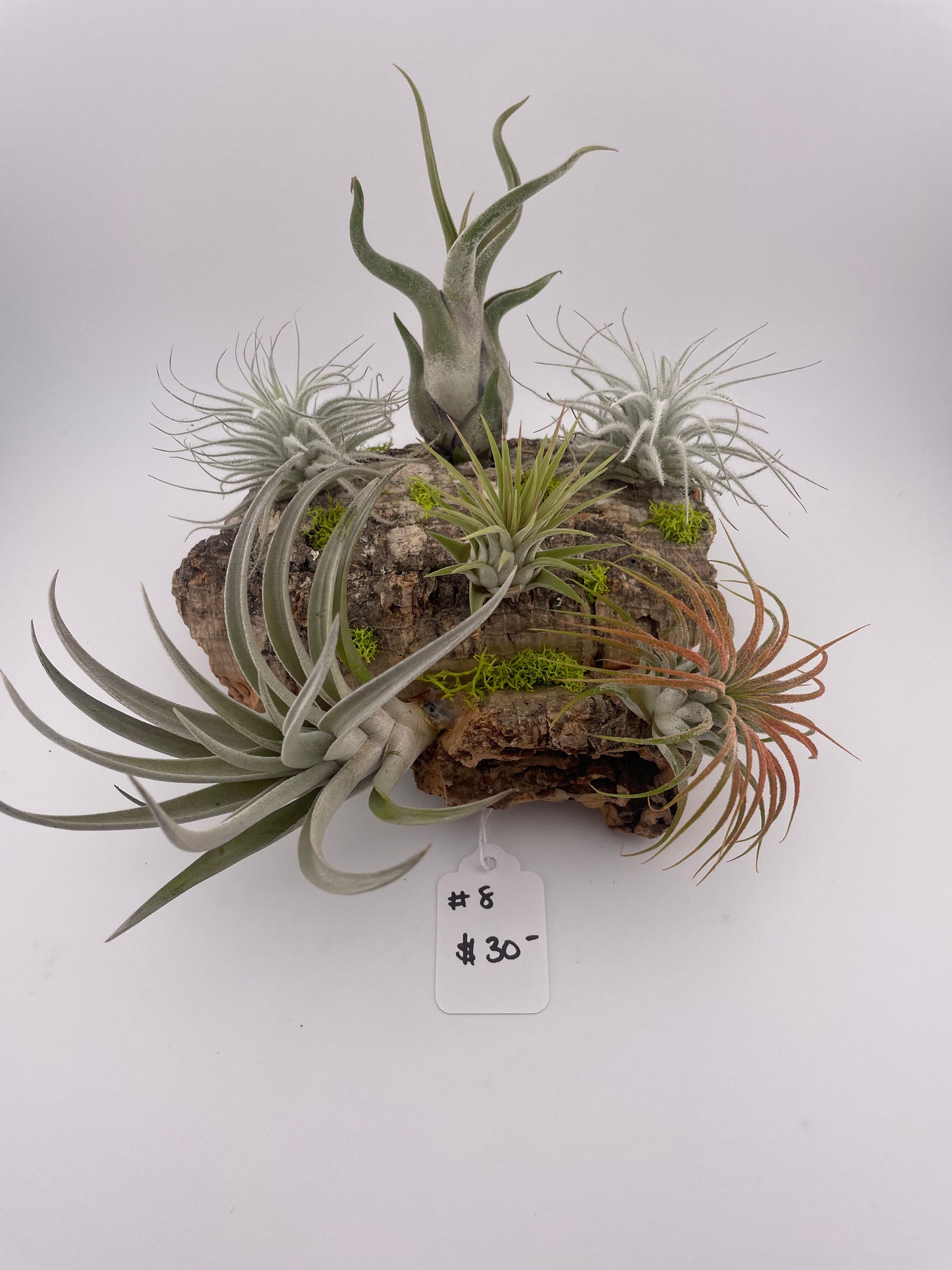 Tillandsia Air Plant Display #8