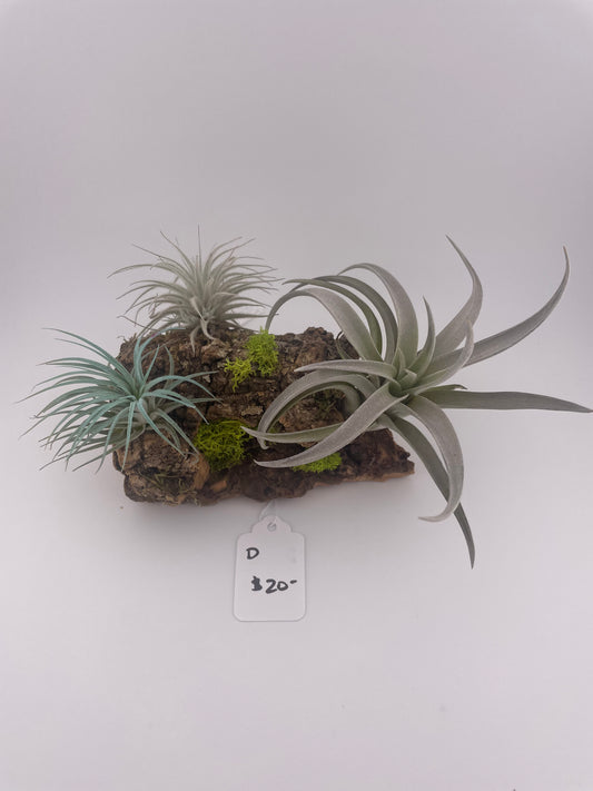 Tillandsia Air Plant Display #D