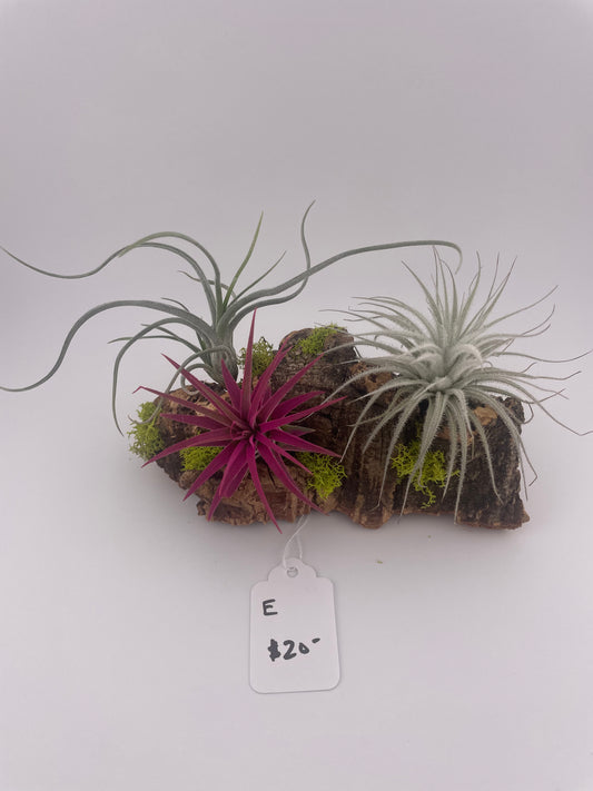 Tillandsia Air Plant Display #E