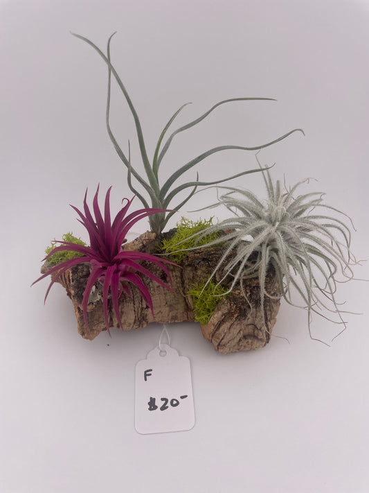 Tillandsia Air Plant Display # F