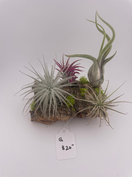 Tillandsia Air Plant Display #G