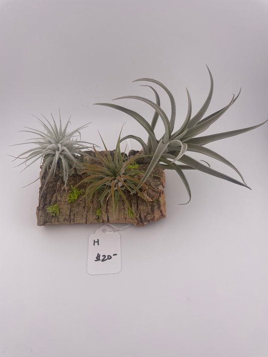 Tillandsia Air Plant Display #H