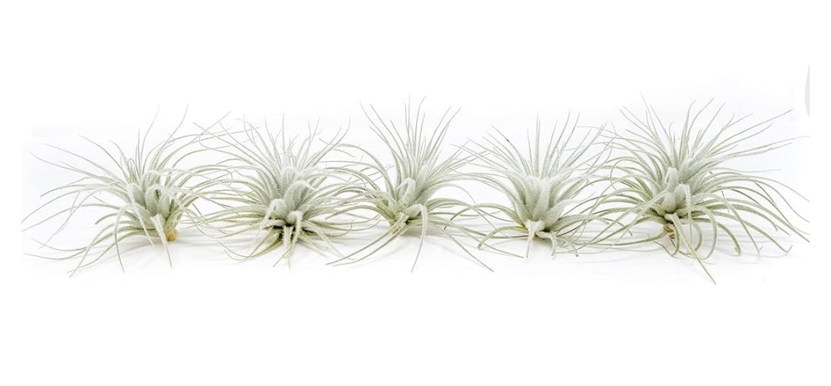 5 pack Tillandsia Tectorum Ecuador