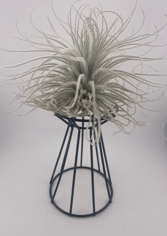 XL Tillandsia Tectorum Ecuador with black metal holder