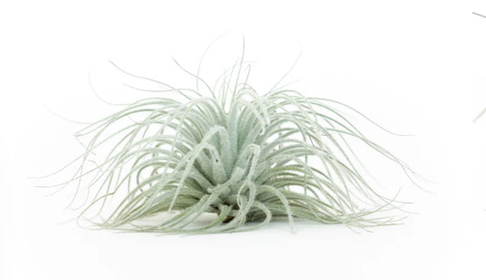 XL Tillandsia Tectorum Ecuador Air Plants