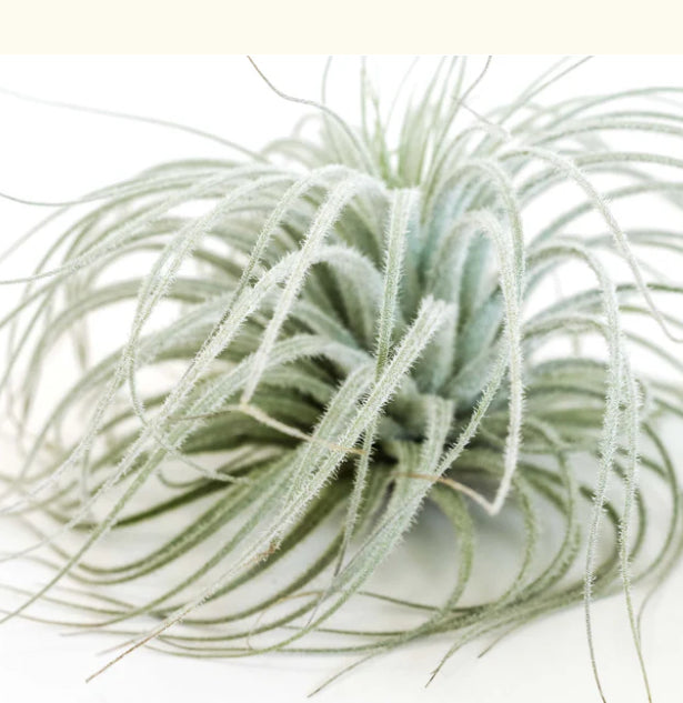 XL Tillandsia Tectorum Ecuador Air Plants