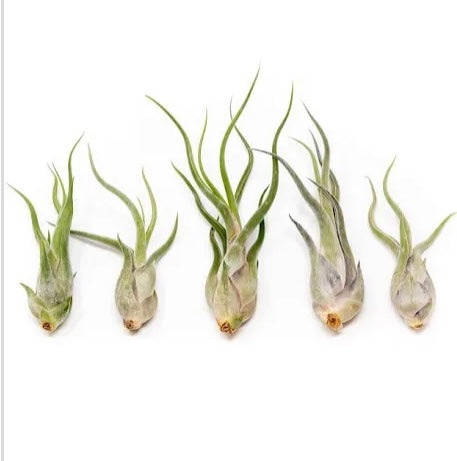 5 pack Tillandsia Caput Medusa Air plants