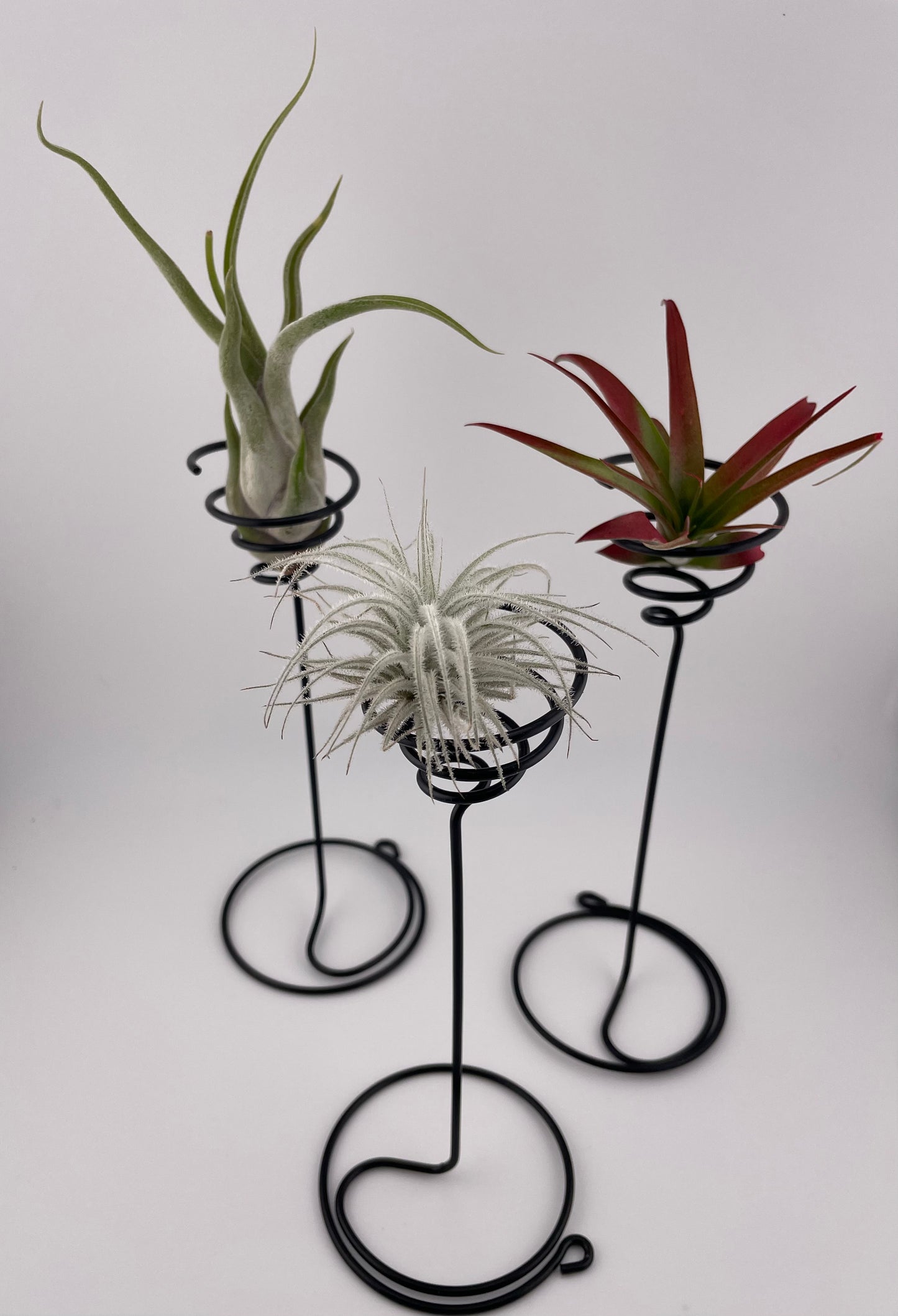 3 Tillandsia with black metal holders