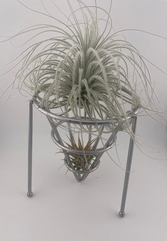 Large Tillandsia display in chrome metal holder