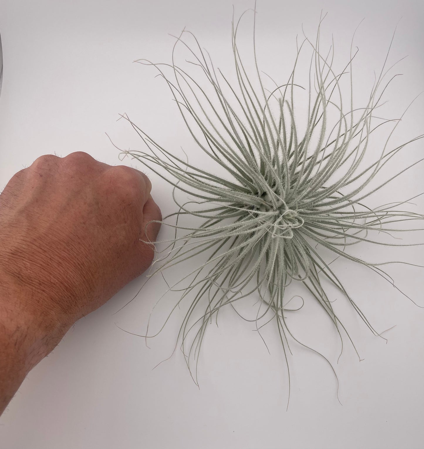 XL Tillandsia Tectorum Ecuador Air Plants