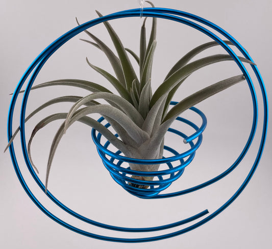 Tillandsia Harrisii Display w/Blue metal adjustable hanging holder