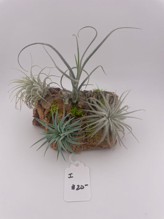 Tillandsia Air Plant Display #I