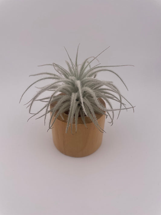 Small Tillandsia Tectorum Ecuador with wooden holder