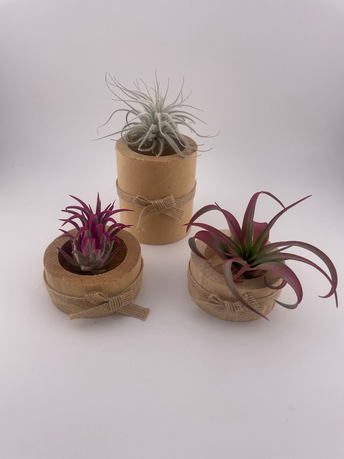 3 Tillandsia with wooden holders