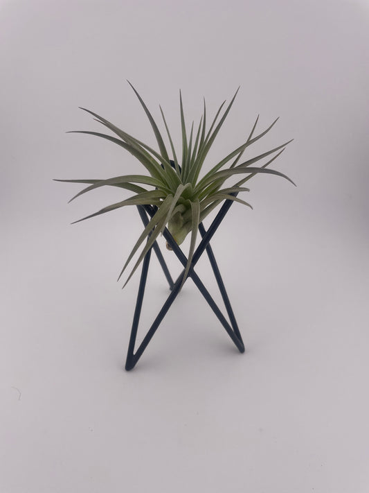 Tillandsia Aeranthos with black metal holder