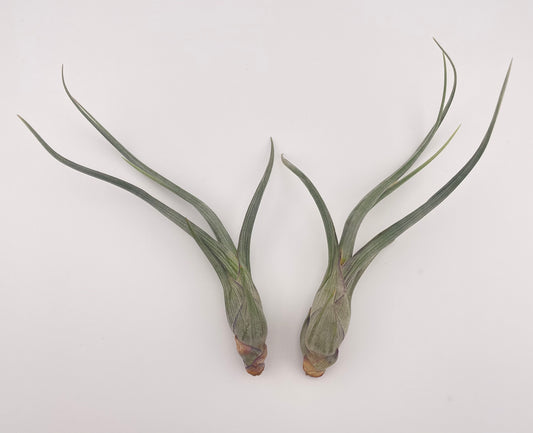 2 pack Tillandsia Baileyi Air Plants