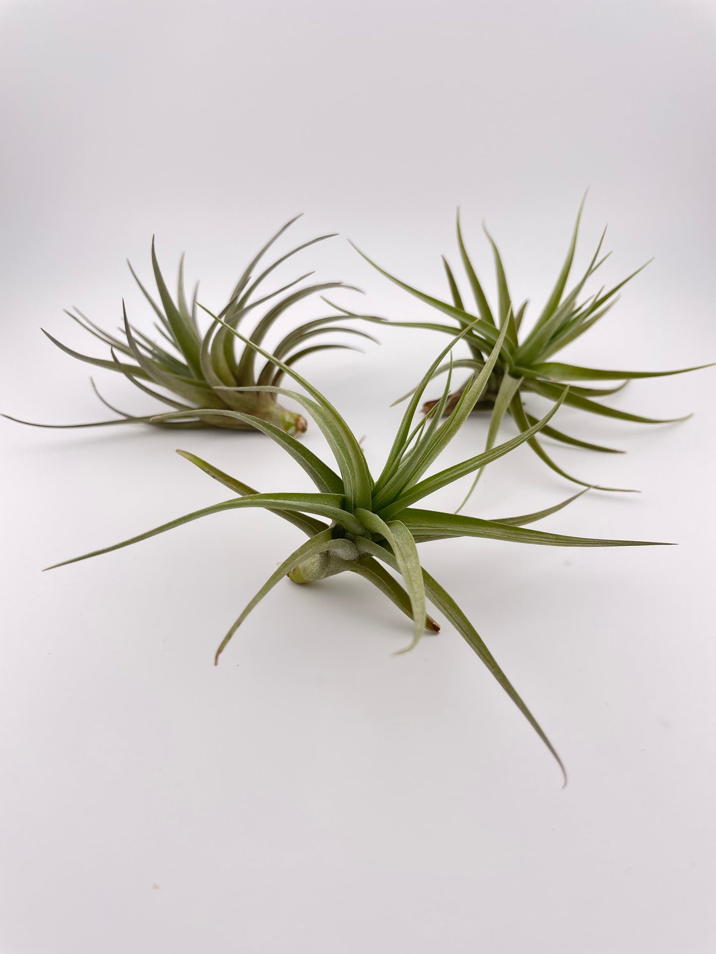 One Tillandsia Aeranthos w/pot