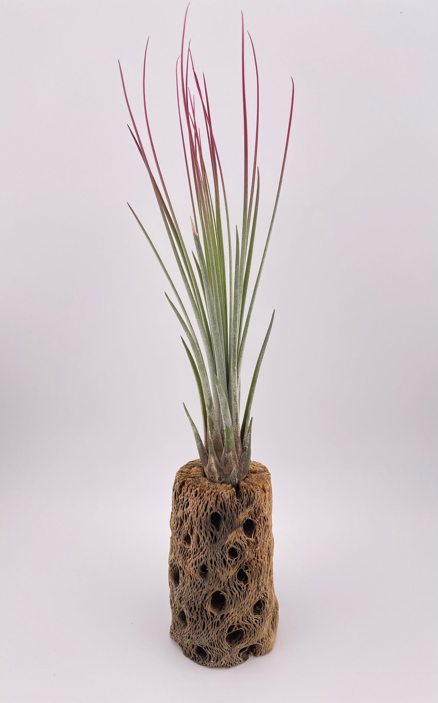 One Tillandsia Raspberry Enhanced Juncea w/ Cholla wood stand