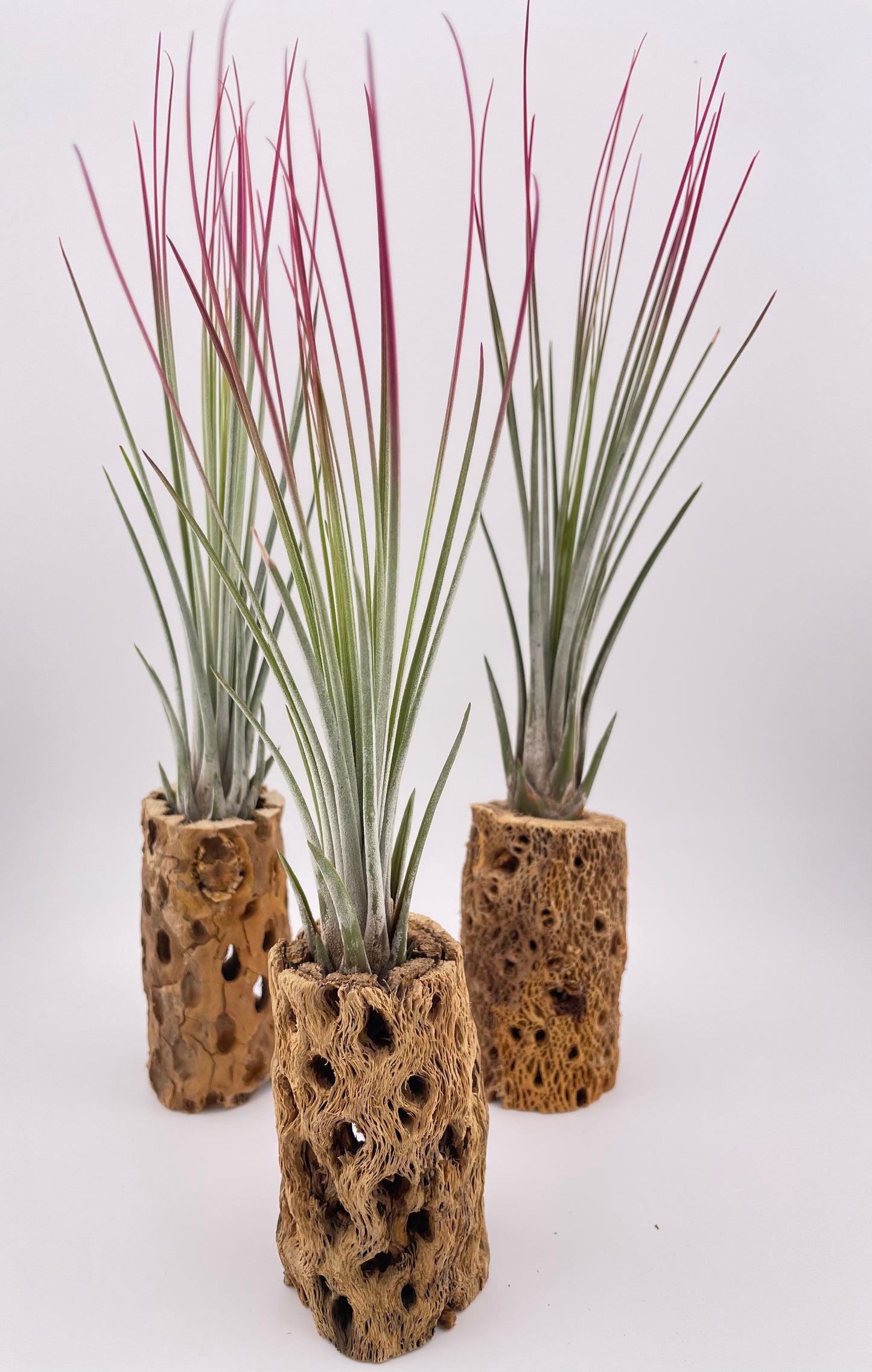 One Tillandsia Raspberry Enhanced Juncea w/ Cholla wood stand