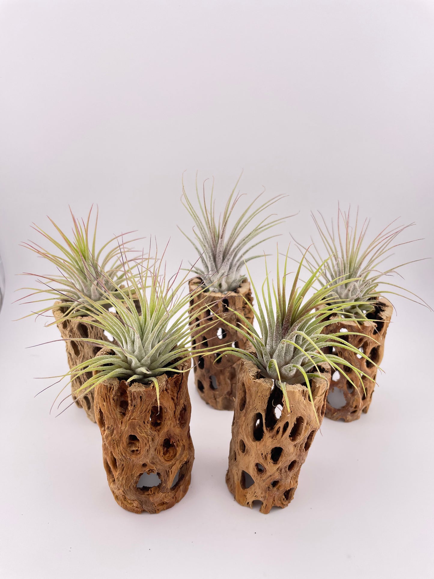 One Tillandsia Ionantha Guatemala w/Cholla wood stand