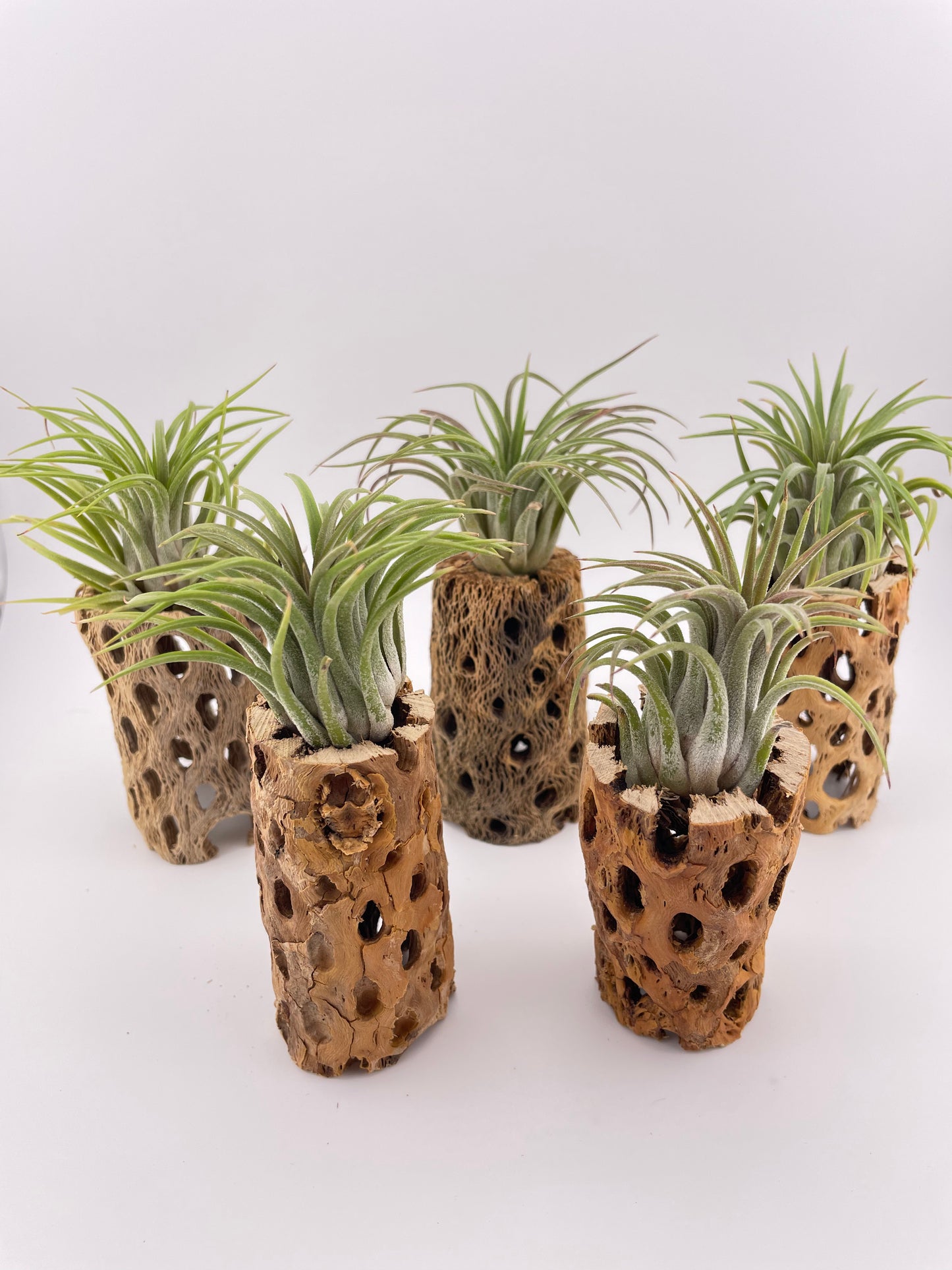 One Large Tillandsia Ionantha Rubra w/Cholla wood stand