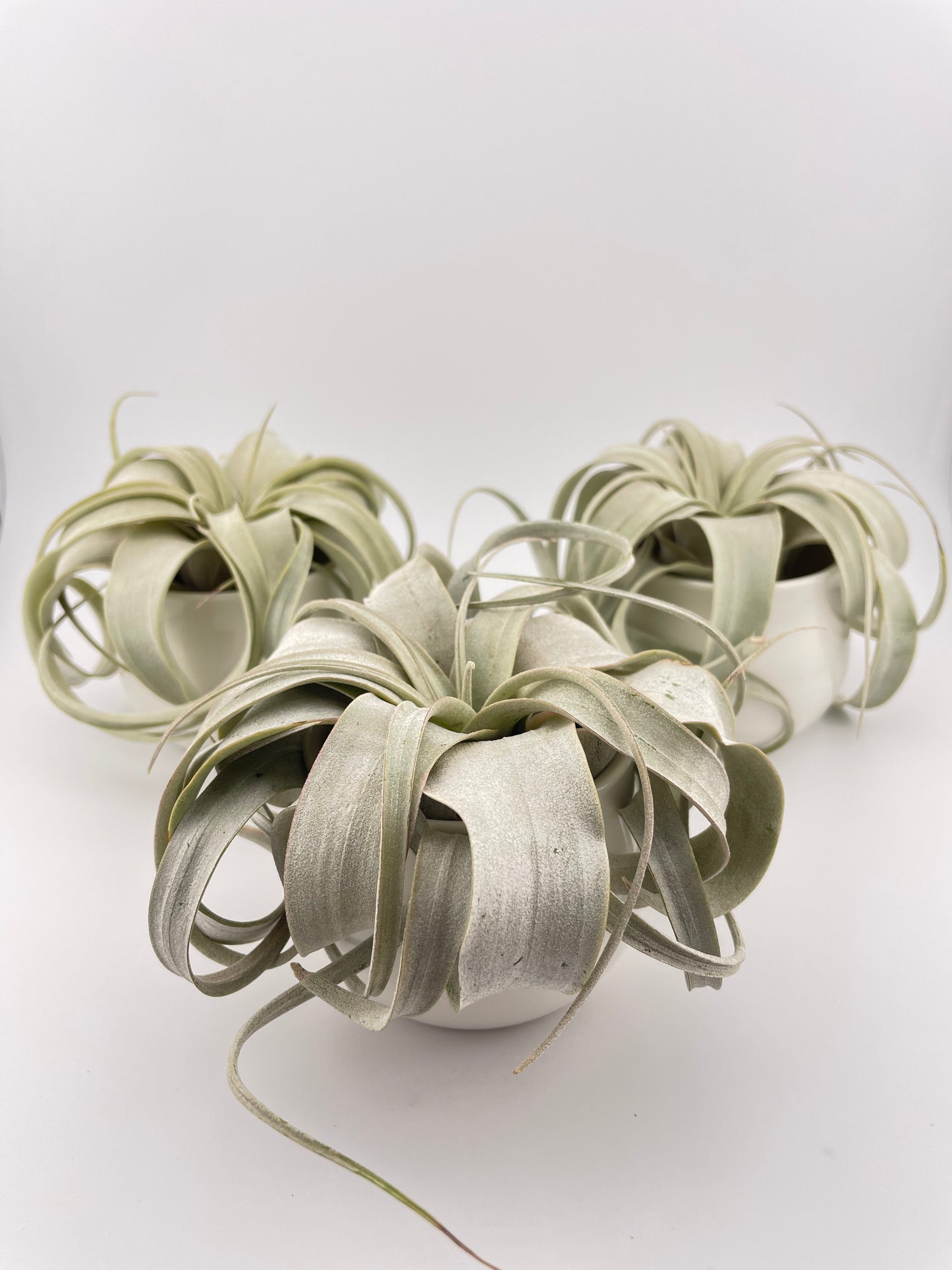 One Tillandsia Xerographica w/pot