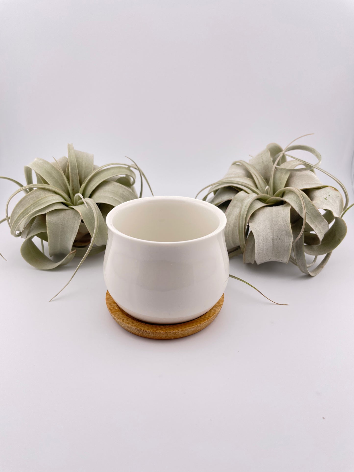 One Tillandsia Xerographica w/pot