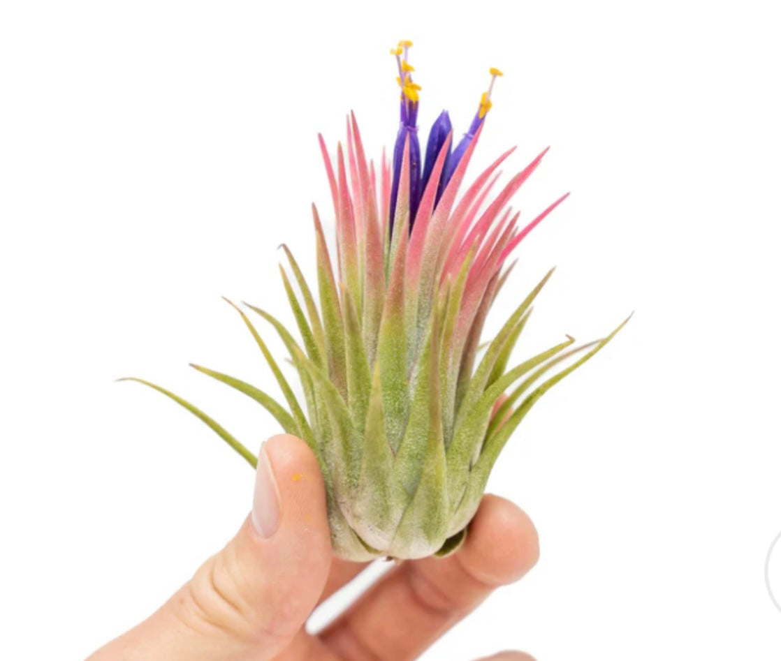 One Large Tillandsia Ionantha Rubra w/Cholla wood stand