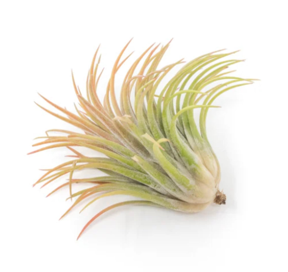 One Large Tillandsia Ionantha Rubra w/Cholla wood stand